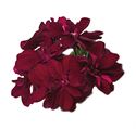 Bild von Geranium Hang P12 Double Burgundy